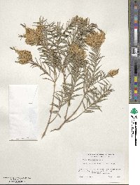 Callistemon linearifolius image