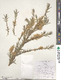 Callistemon linearifolius image