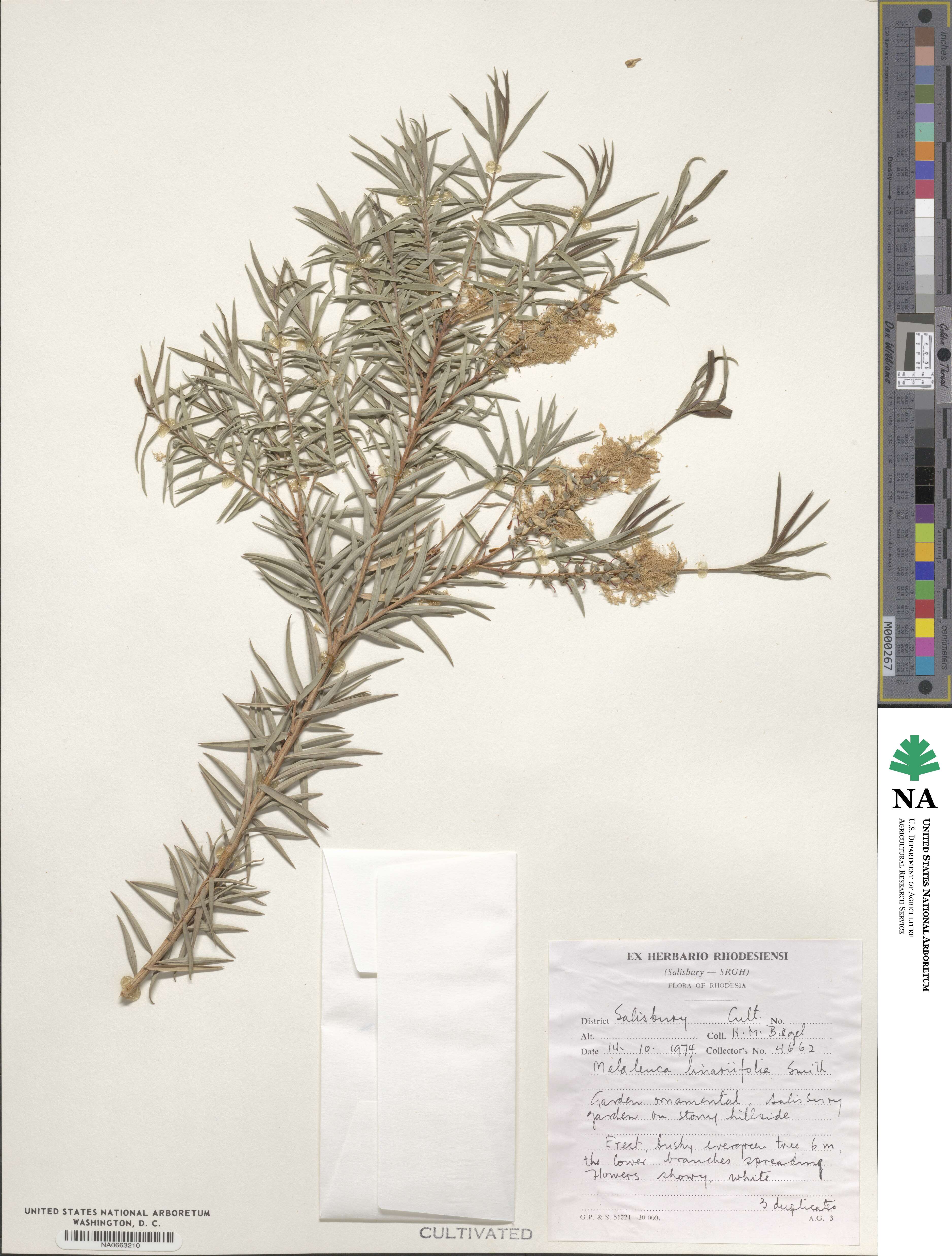 Callistemon linearifolius image