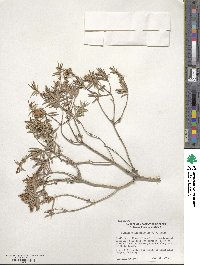 Callistemon linearifolius image