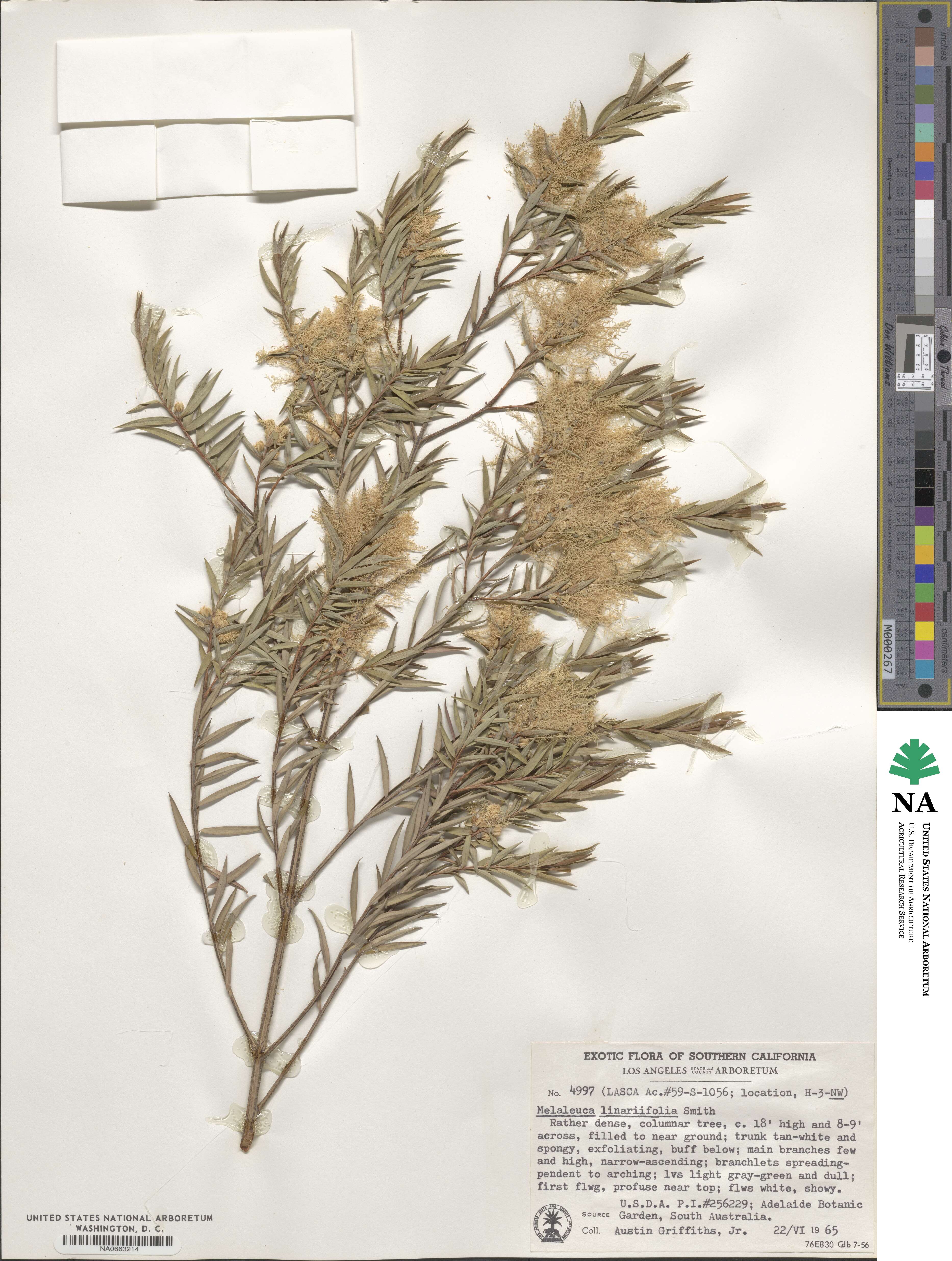 Callistemon linearifolius image