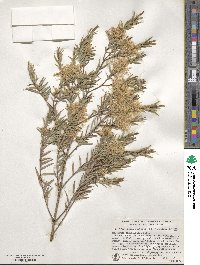 Callistemon linearifolius image