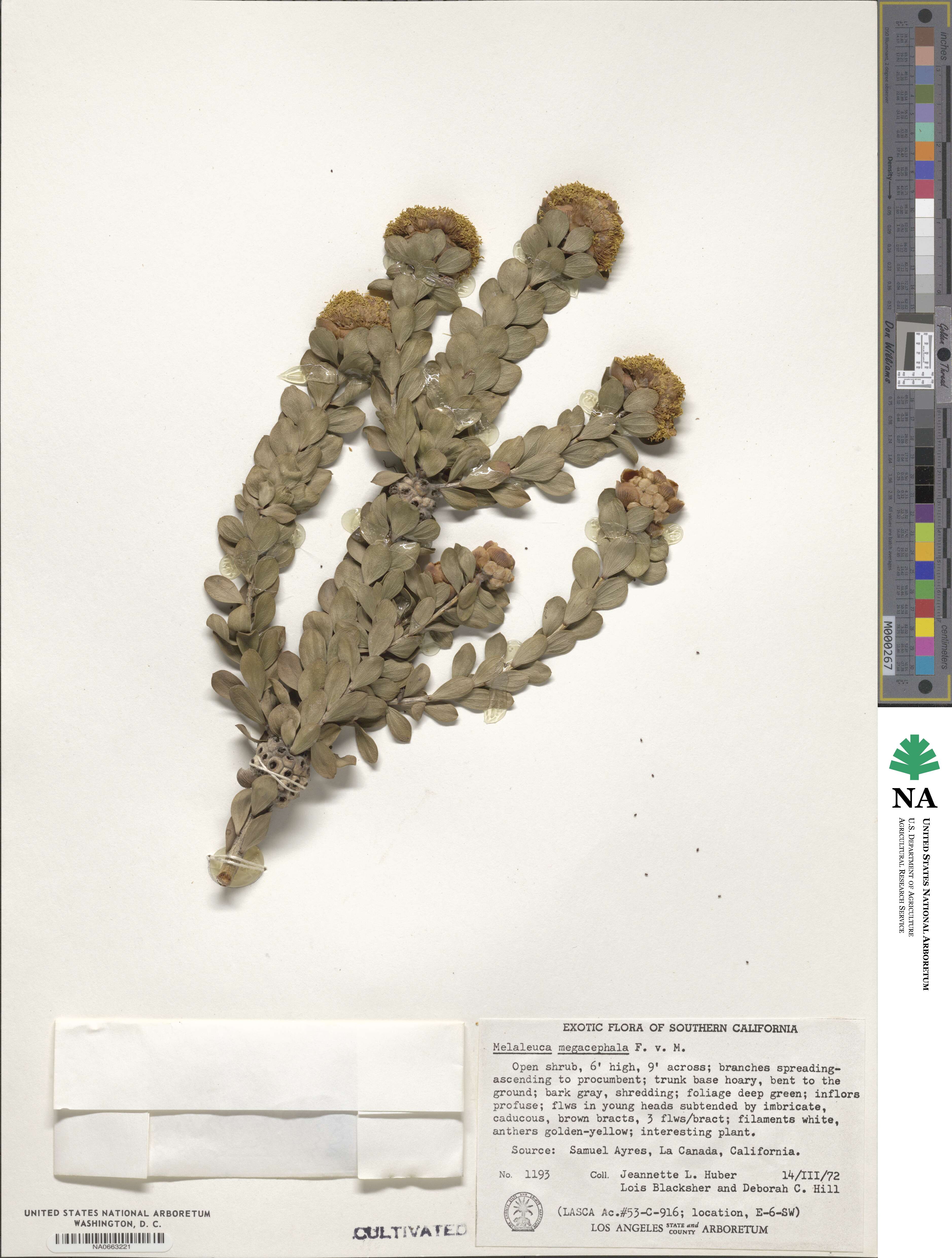 Melaleuca megacephala image