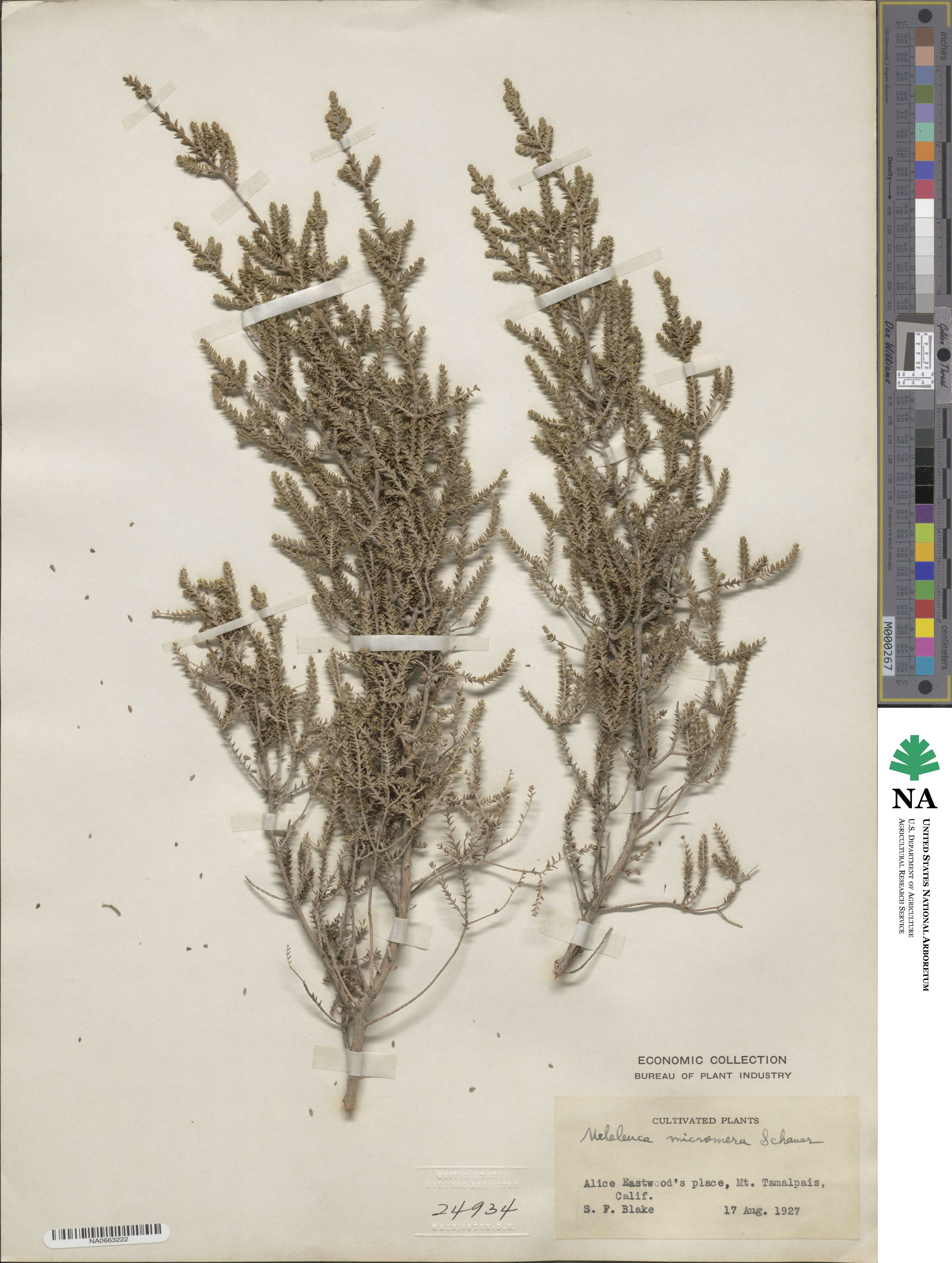 Melaleuca micromera image
