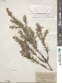 Melaleuca parviflora image