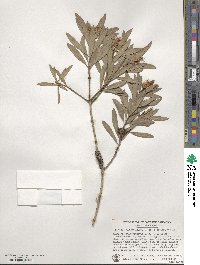 Melaleuca quinquenervia image