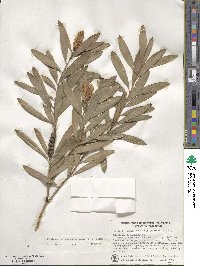 Melaleuca quinquenervia image