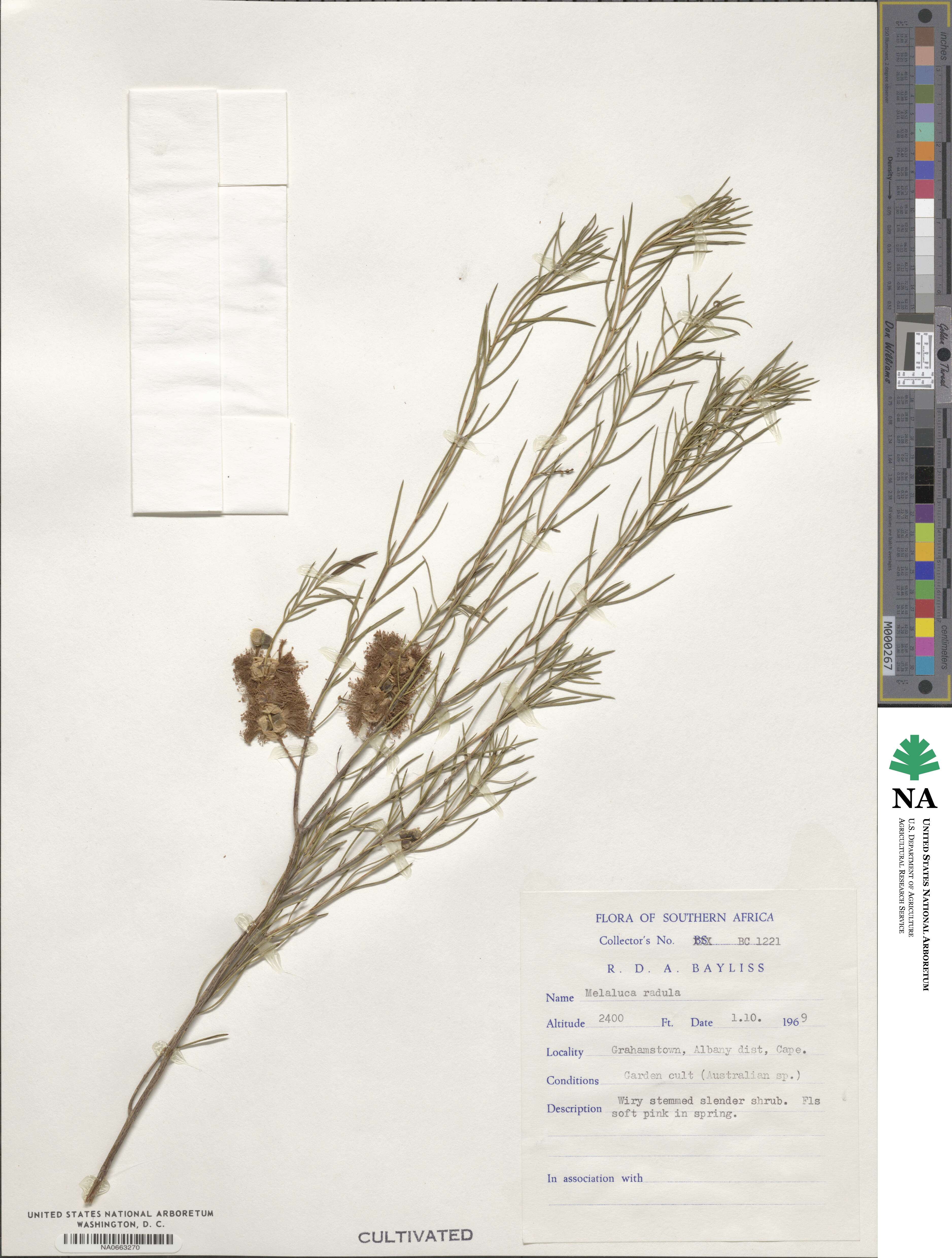 Melaleuca radula image