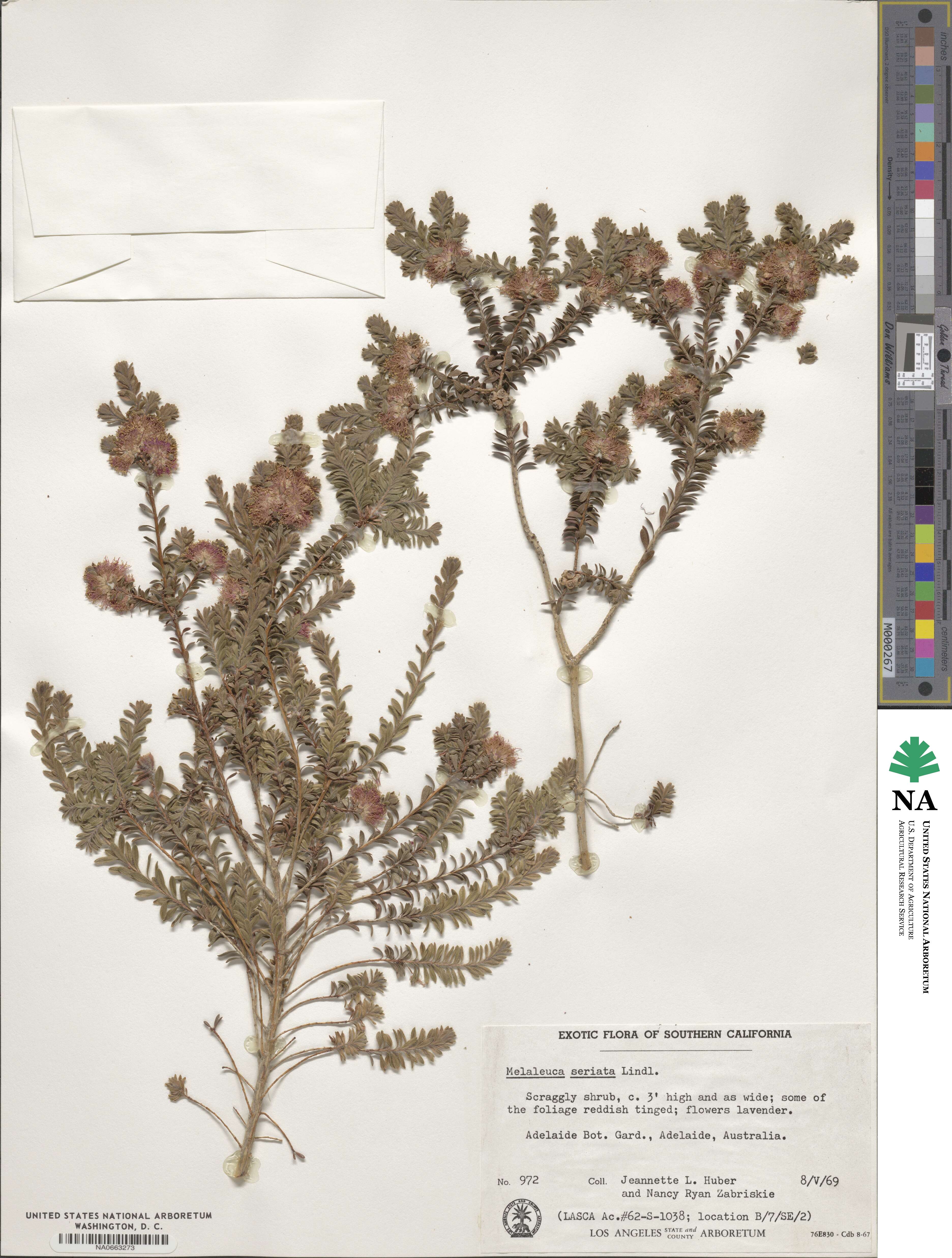 Melaleuca seriata image