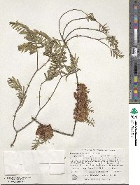 Melaleuca fulgens subsp. steedmanii image