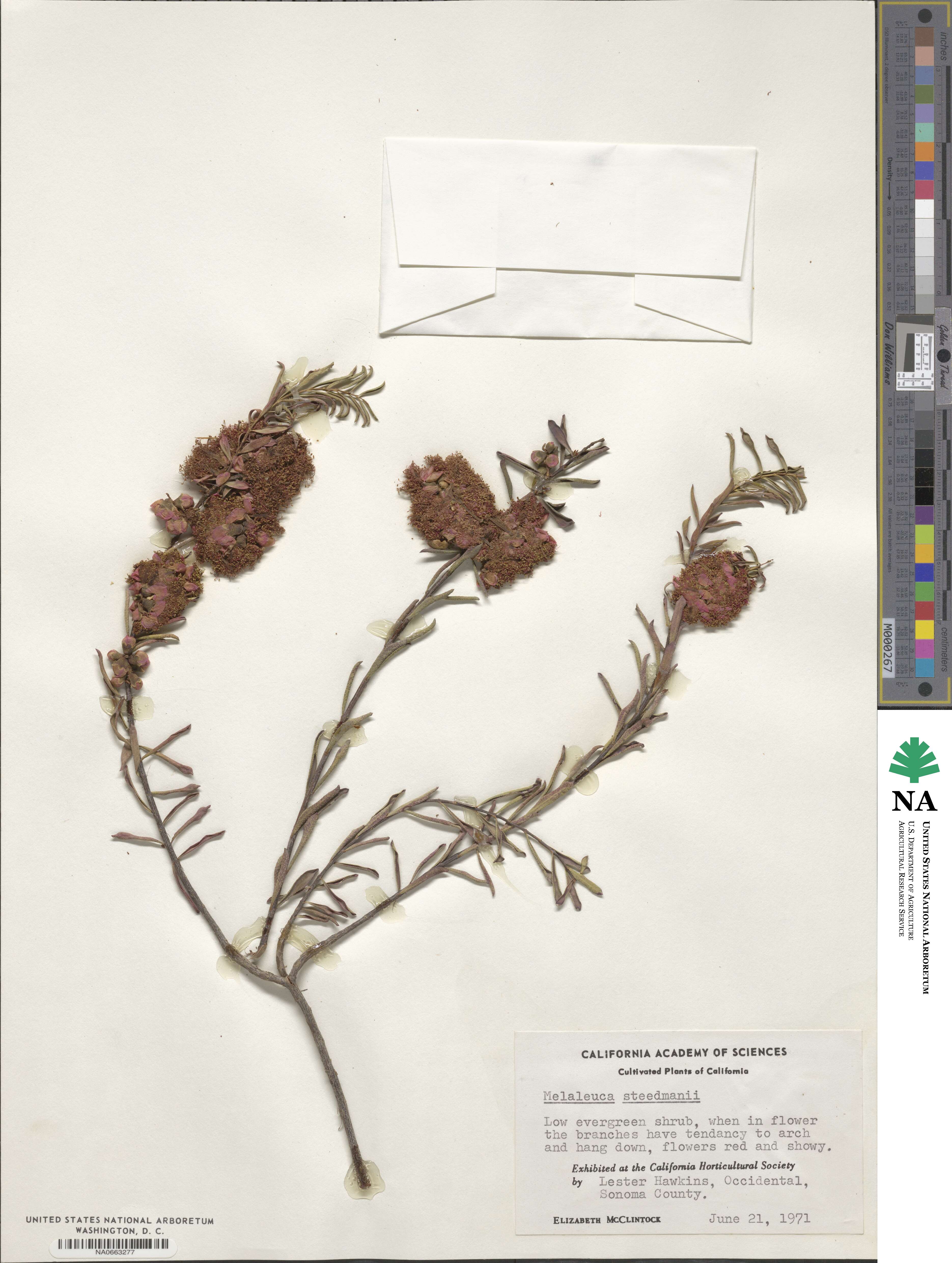 Melaleuca fulgens subsp. steedmanii image