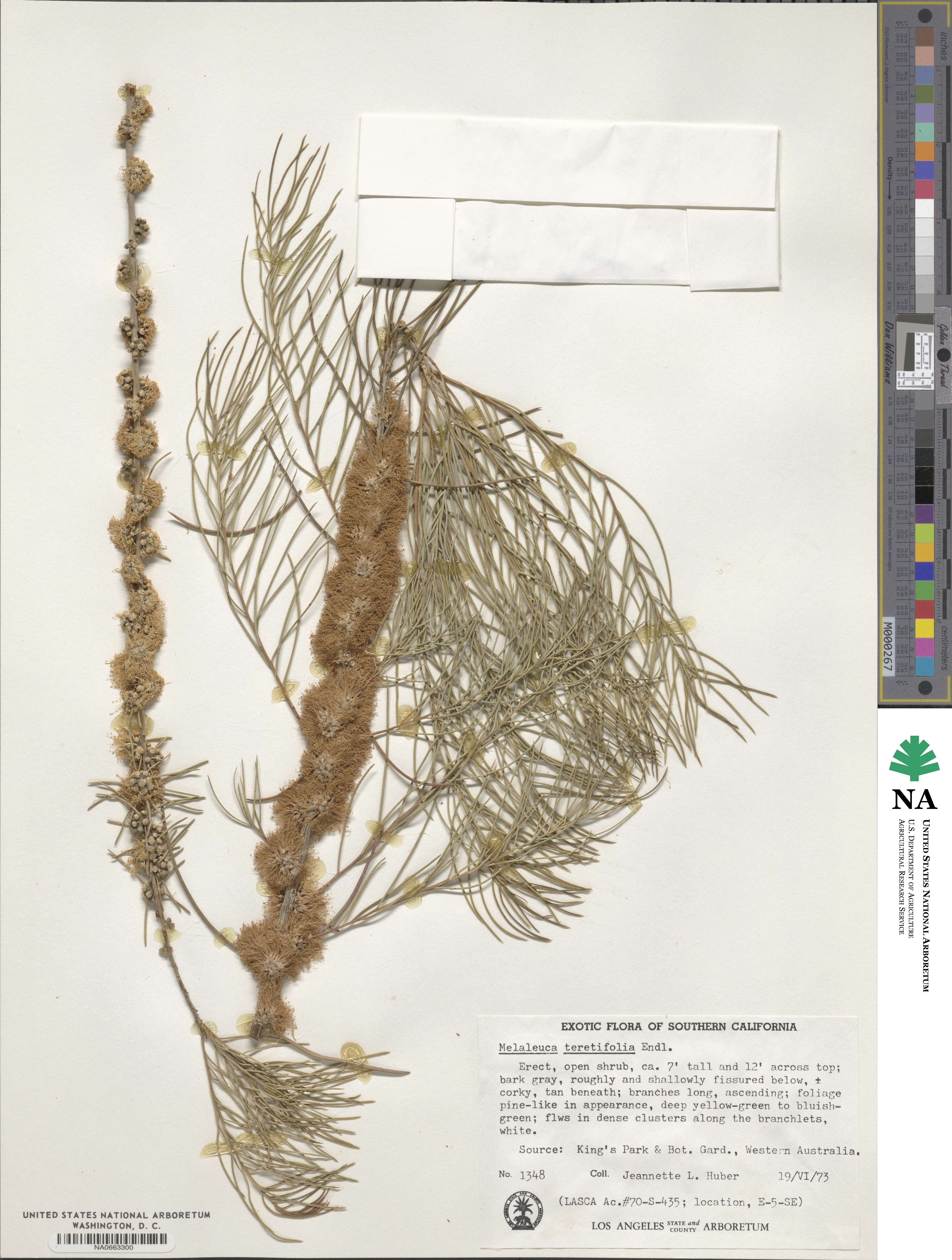 Melaleuca teretifolia image