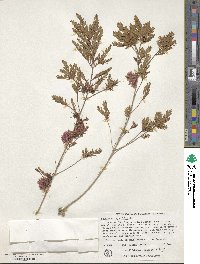 Melaleuca thymifolia image