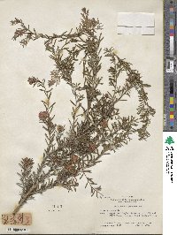 Melaleuca thymifolia image