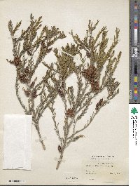 Melaleuca thymifolia image