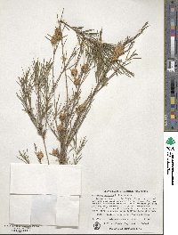 Melaleuca uncinata image