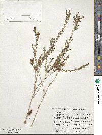 Melaleuca viminea image