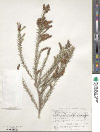 Melaleuca viminea image