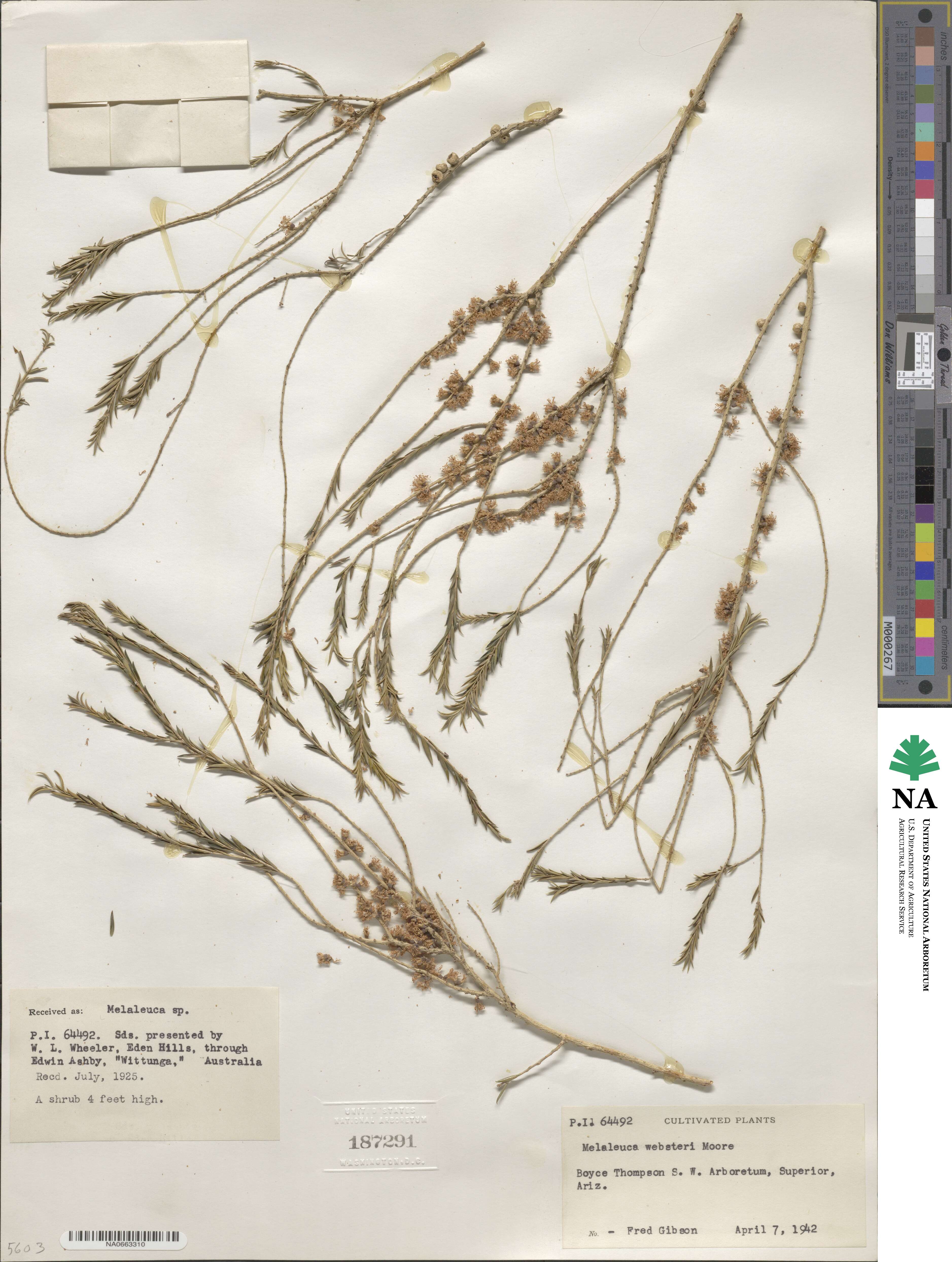 Melaleuca acuminata subsp. websteri image