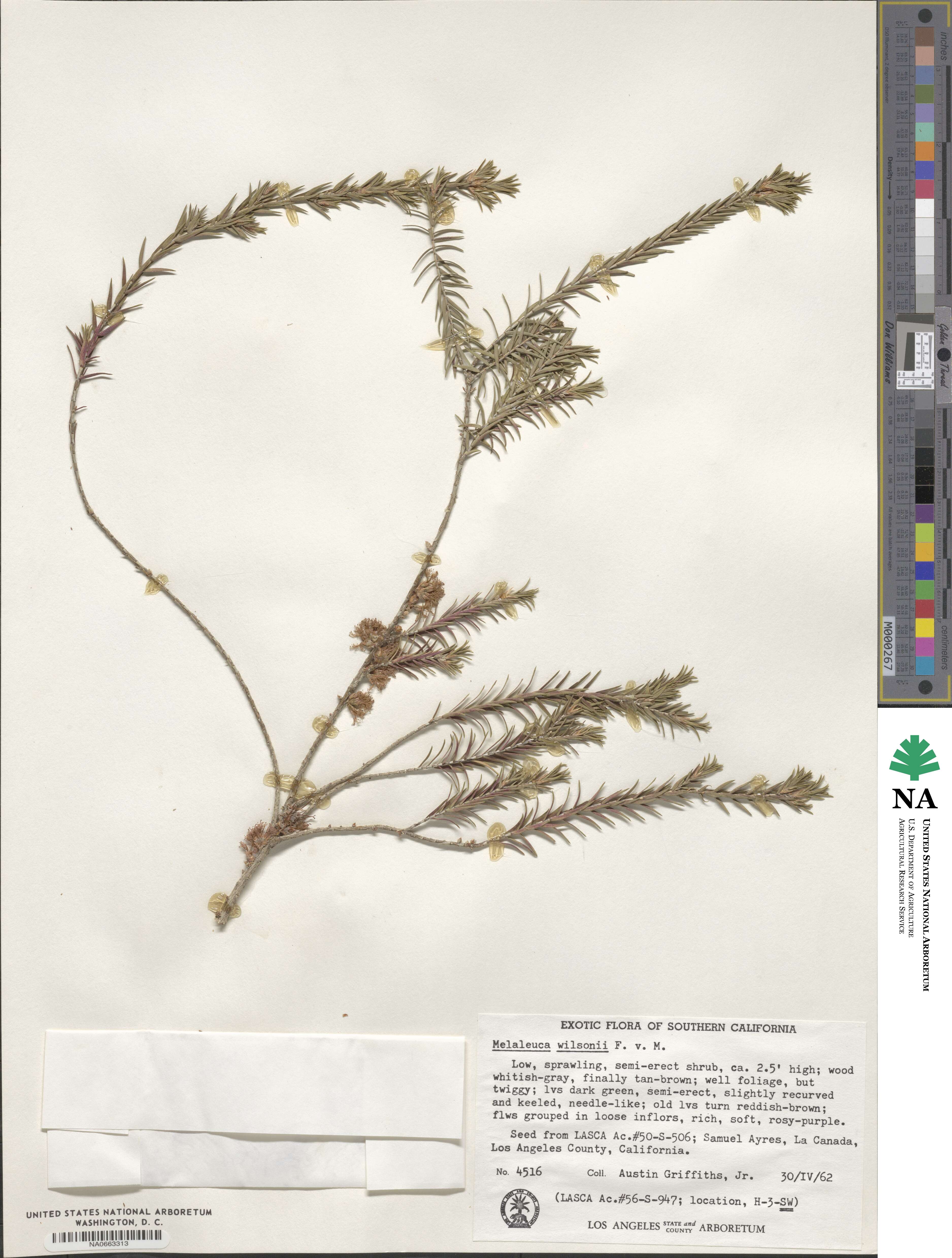 Melaleuca wilsonii image