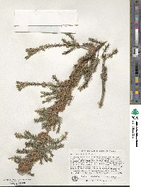 Melaleuca wilsonii image