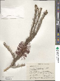 Melaleuca quadrifida image