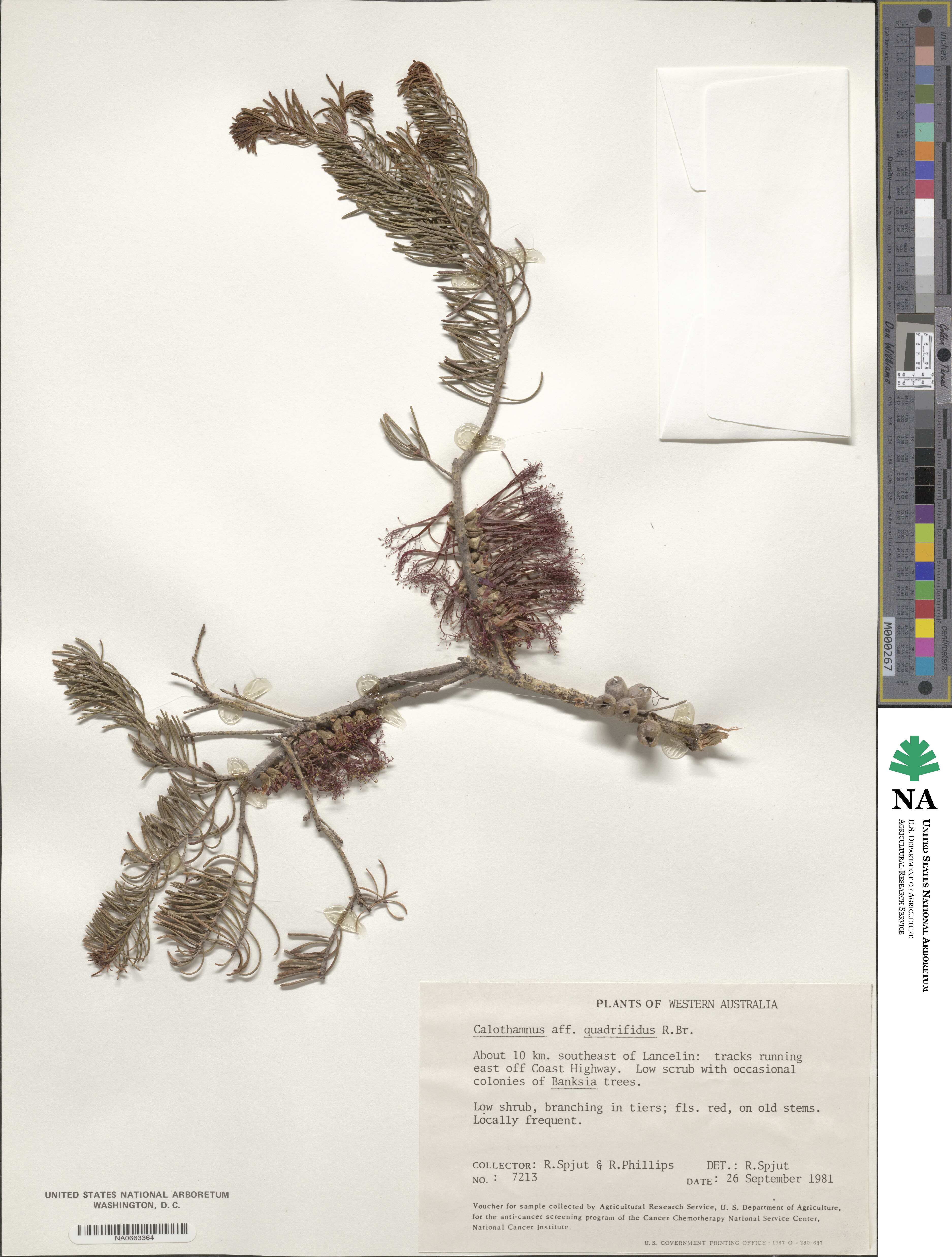 Melaleuca quadrifida subsp. quadrifida image
