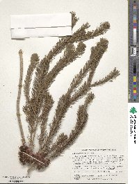 Melaleuca quadrifida subsp. aspera image