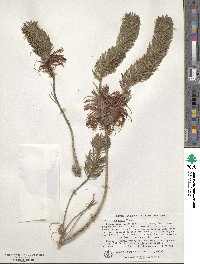 Melaleuca quadrifida subsp. aspera image