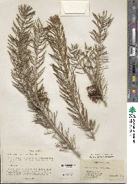 Melaleuca quadrifida subsp. quadrifida image