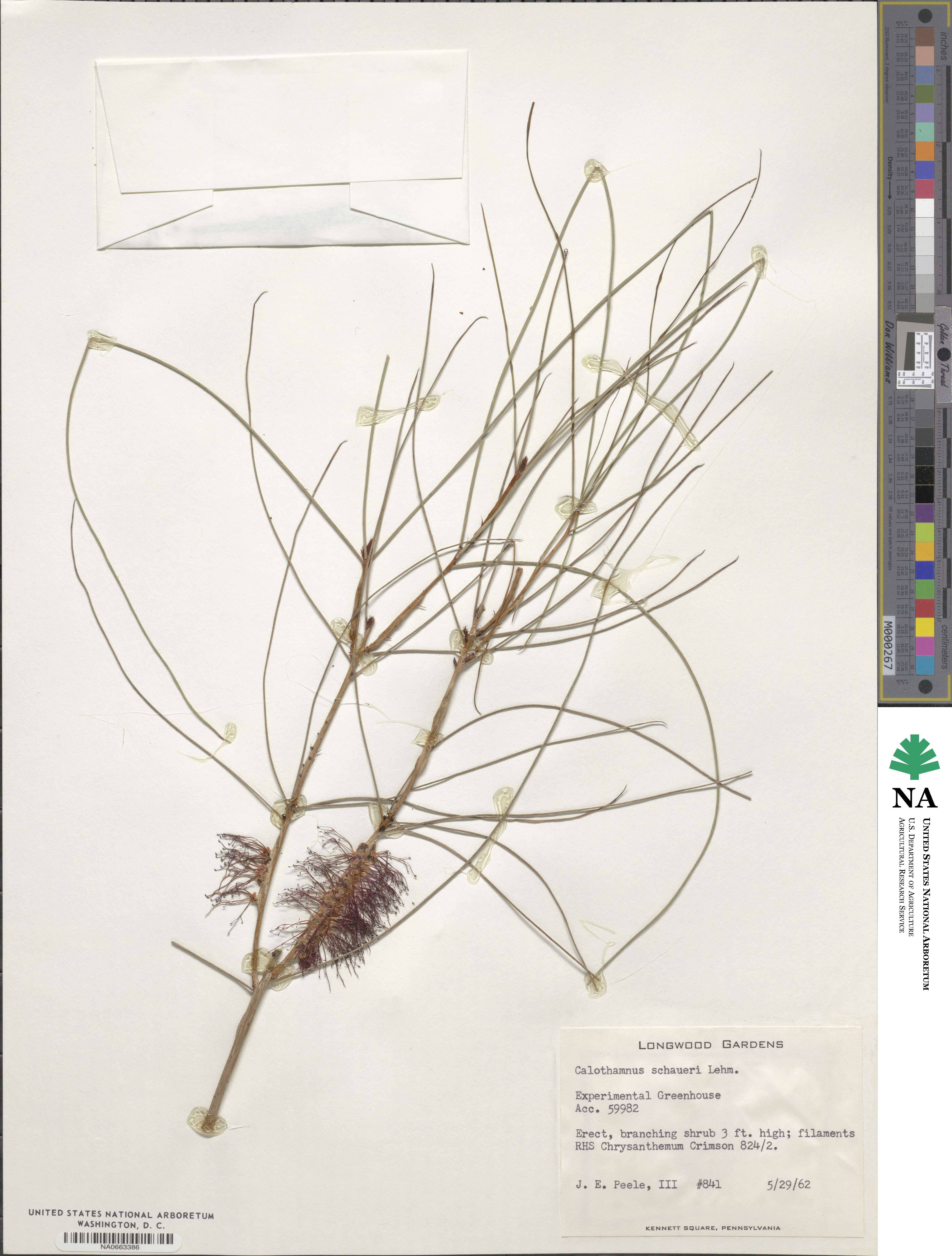 Melaleuca schaueri image