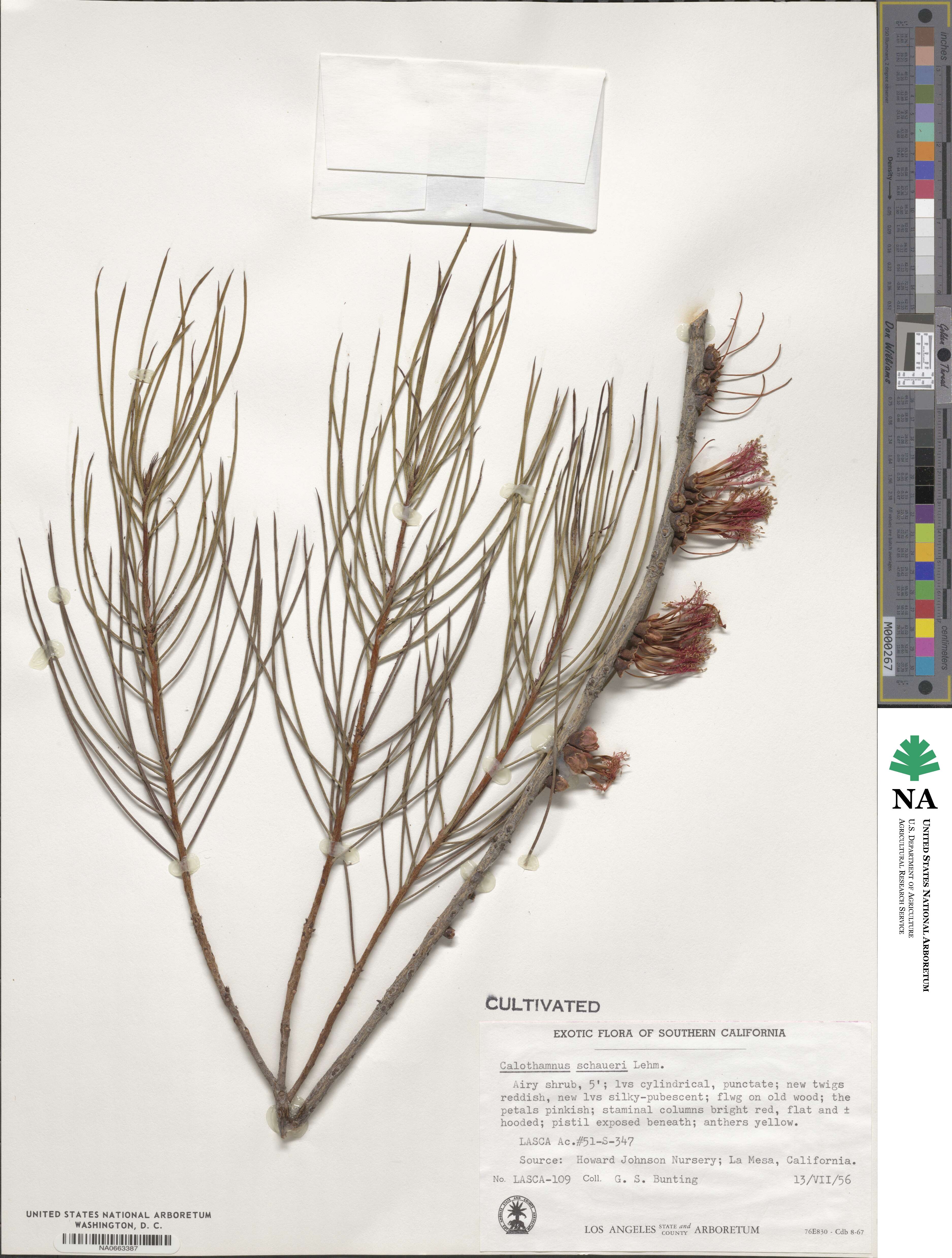 Melaleuca schaueri image