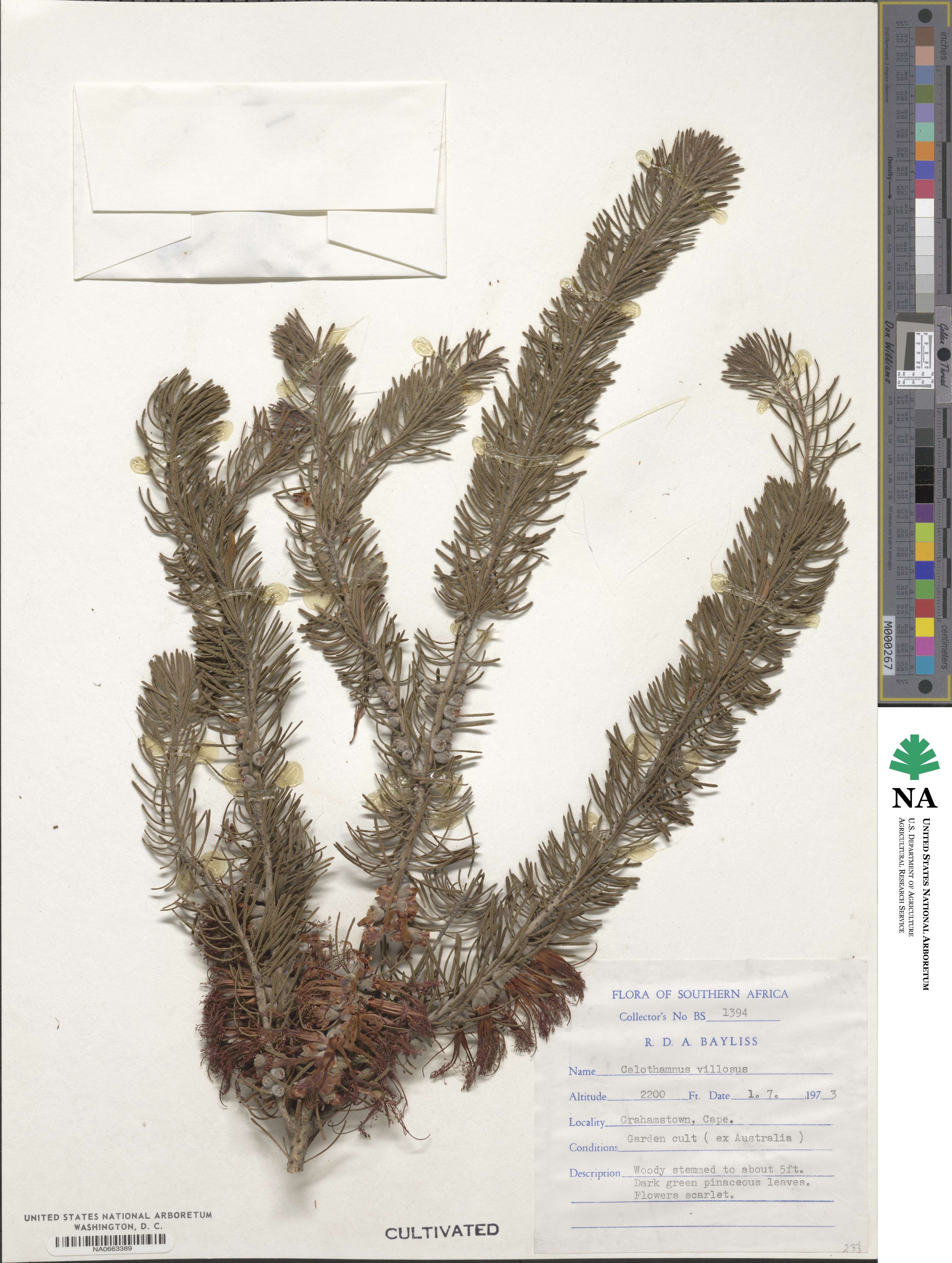 Melaleuca hislopii image