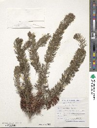 Melaleuca hislopii image