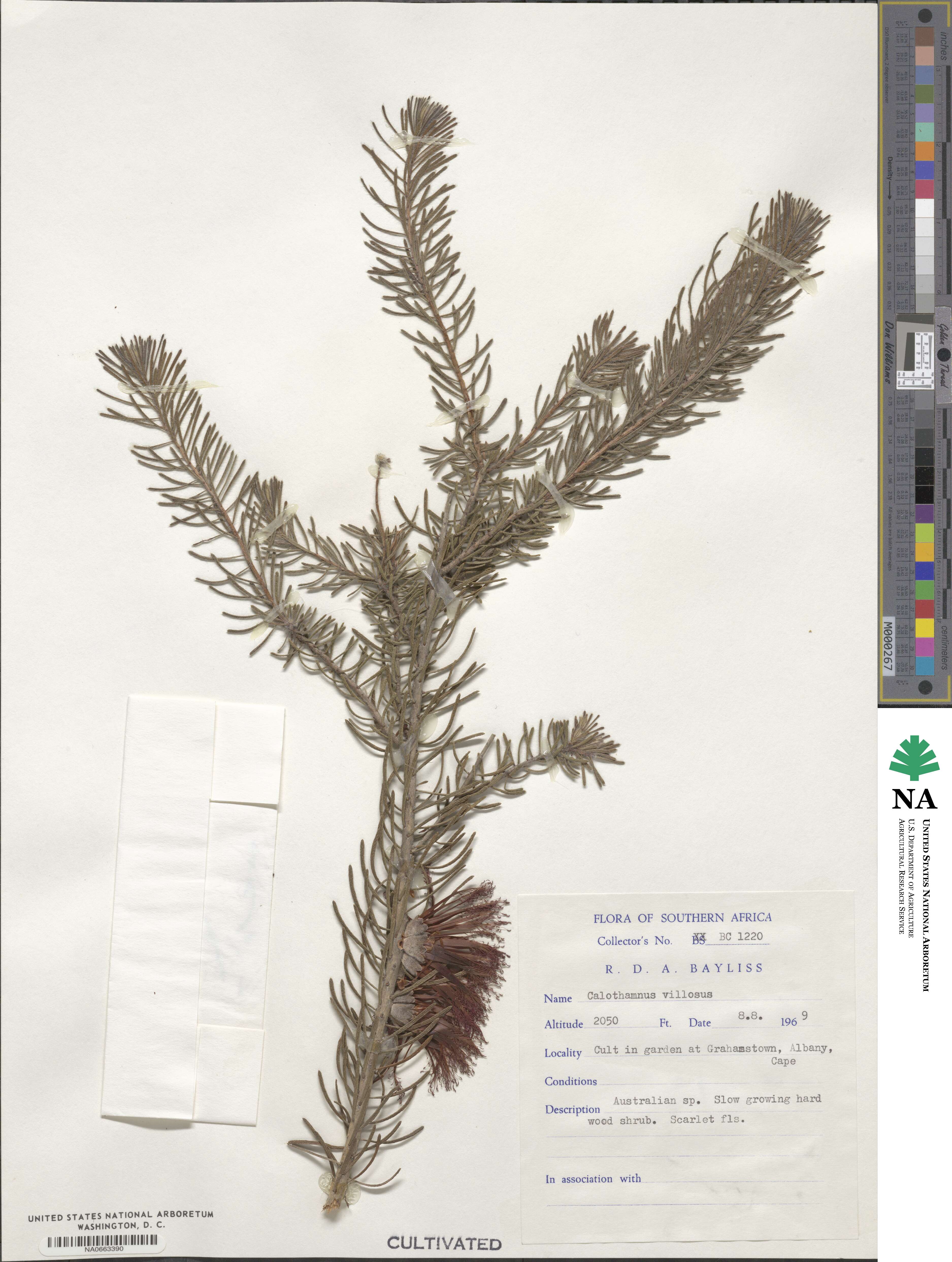 Melaleuca hislopii image