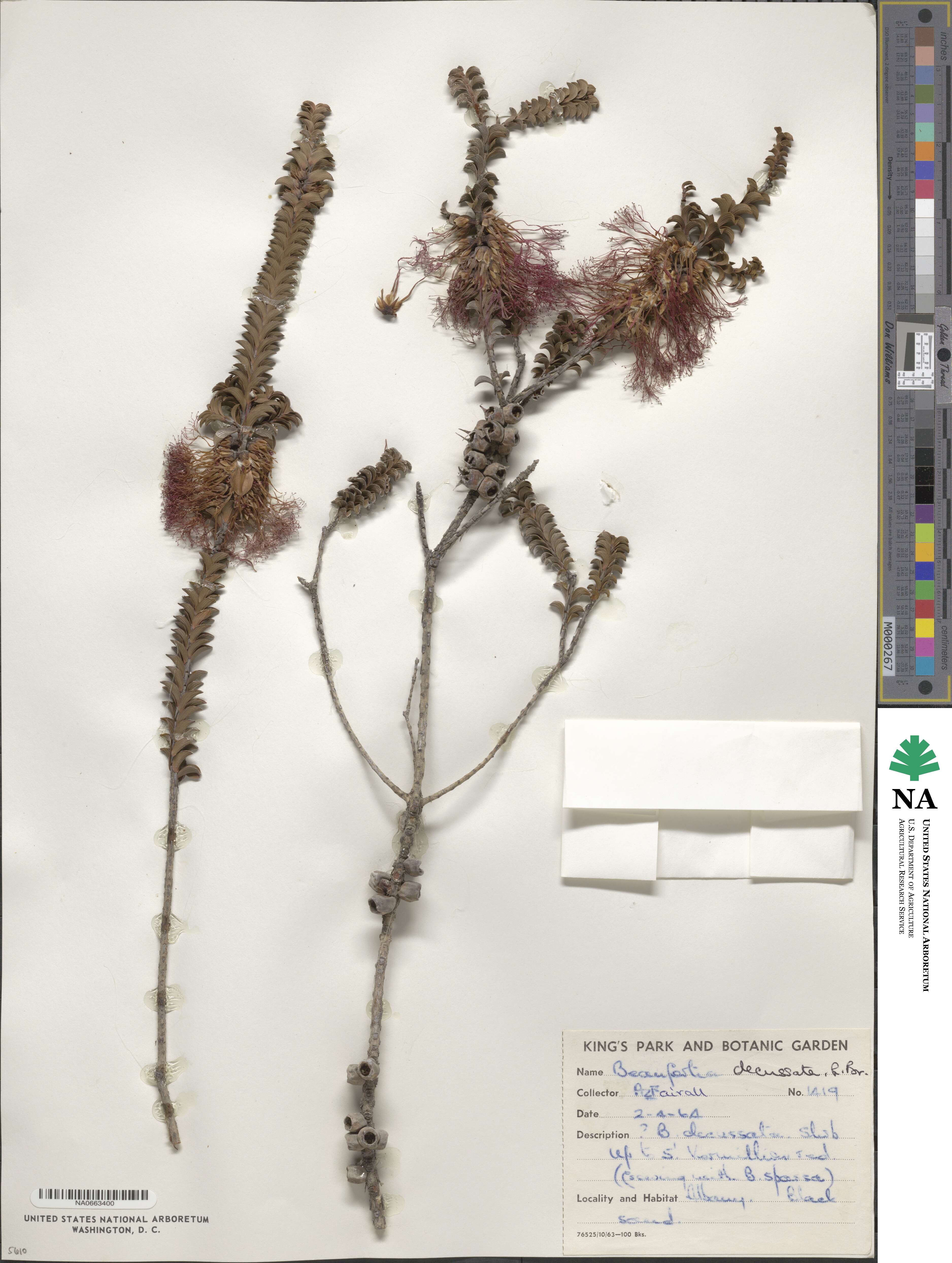 Melaleuca transversa image