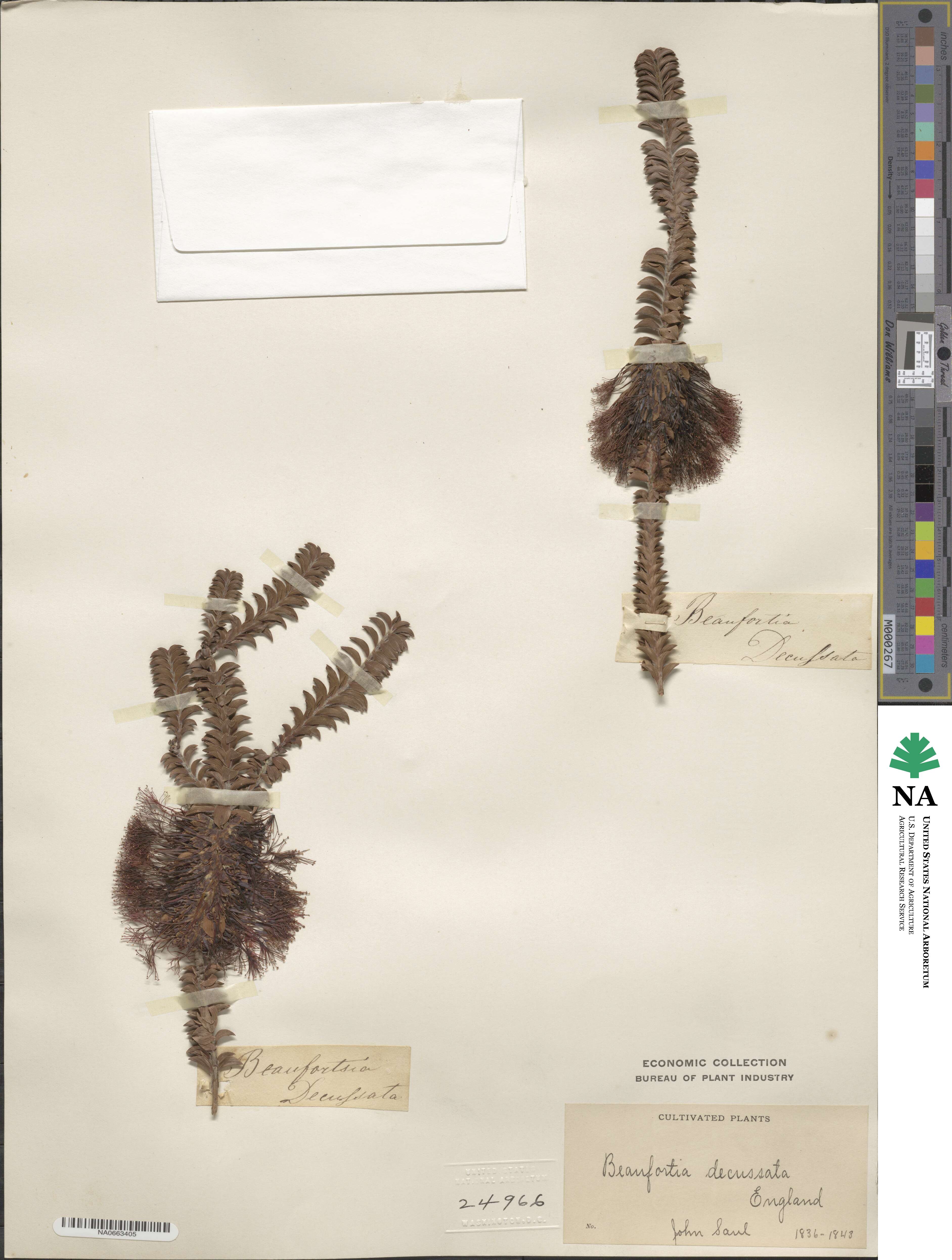 Melaleuca transversa image