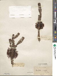 Melaleuca transversa image