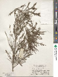 Image of Baeckea frutescens