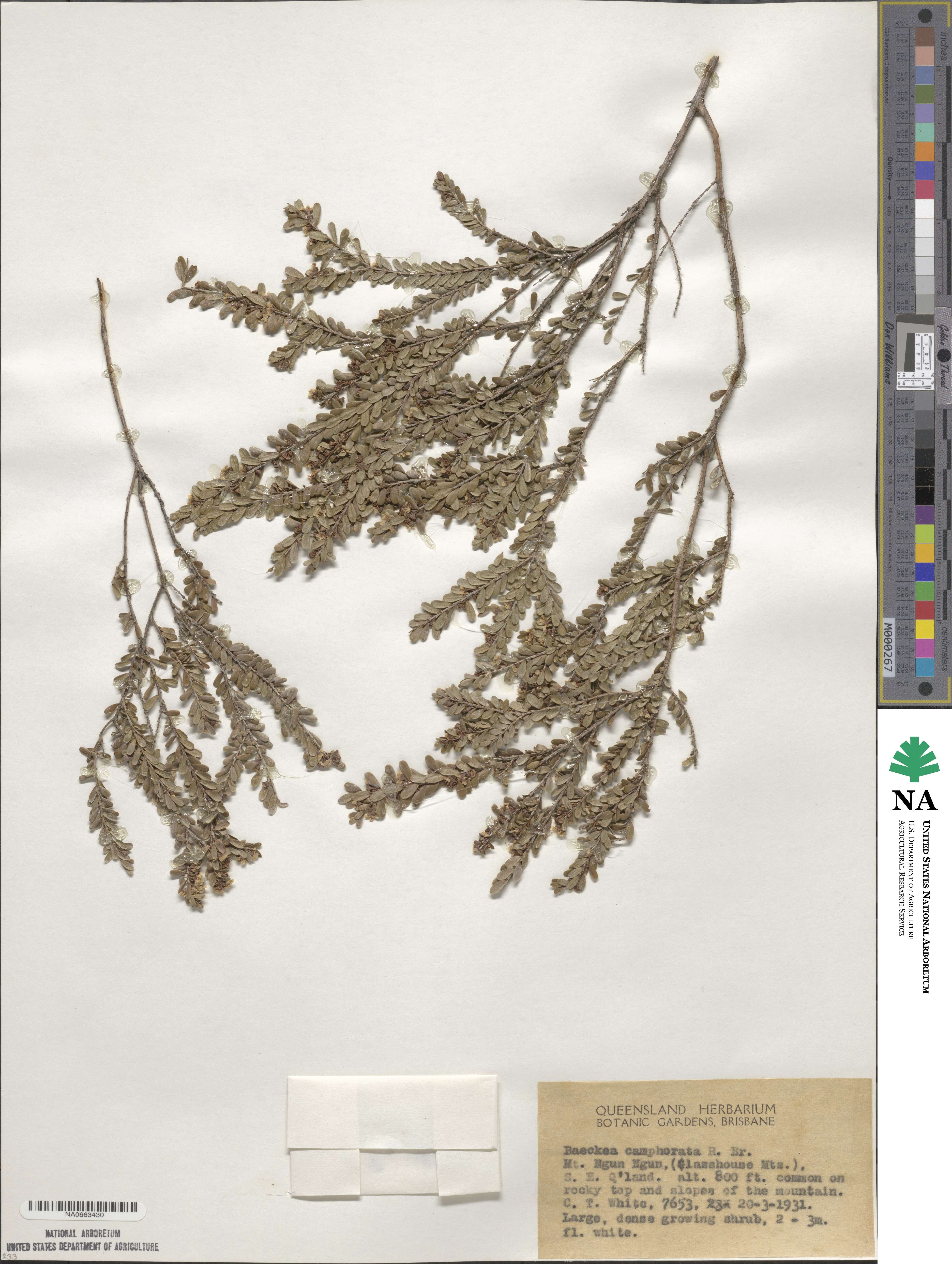 Triplarina imbricata image