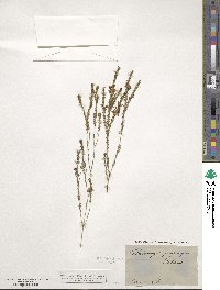 Image of Harmogia densifolia