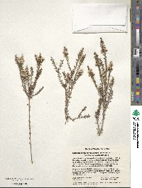 Image of Cyathostemon tenuifolius