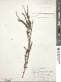 Astartea fascicularis image