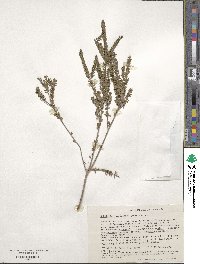 Scholtzia obovata image