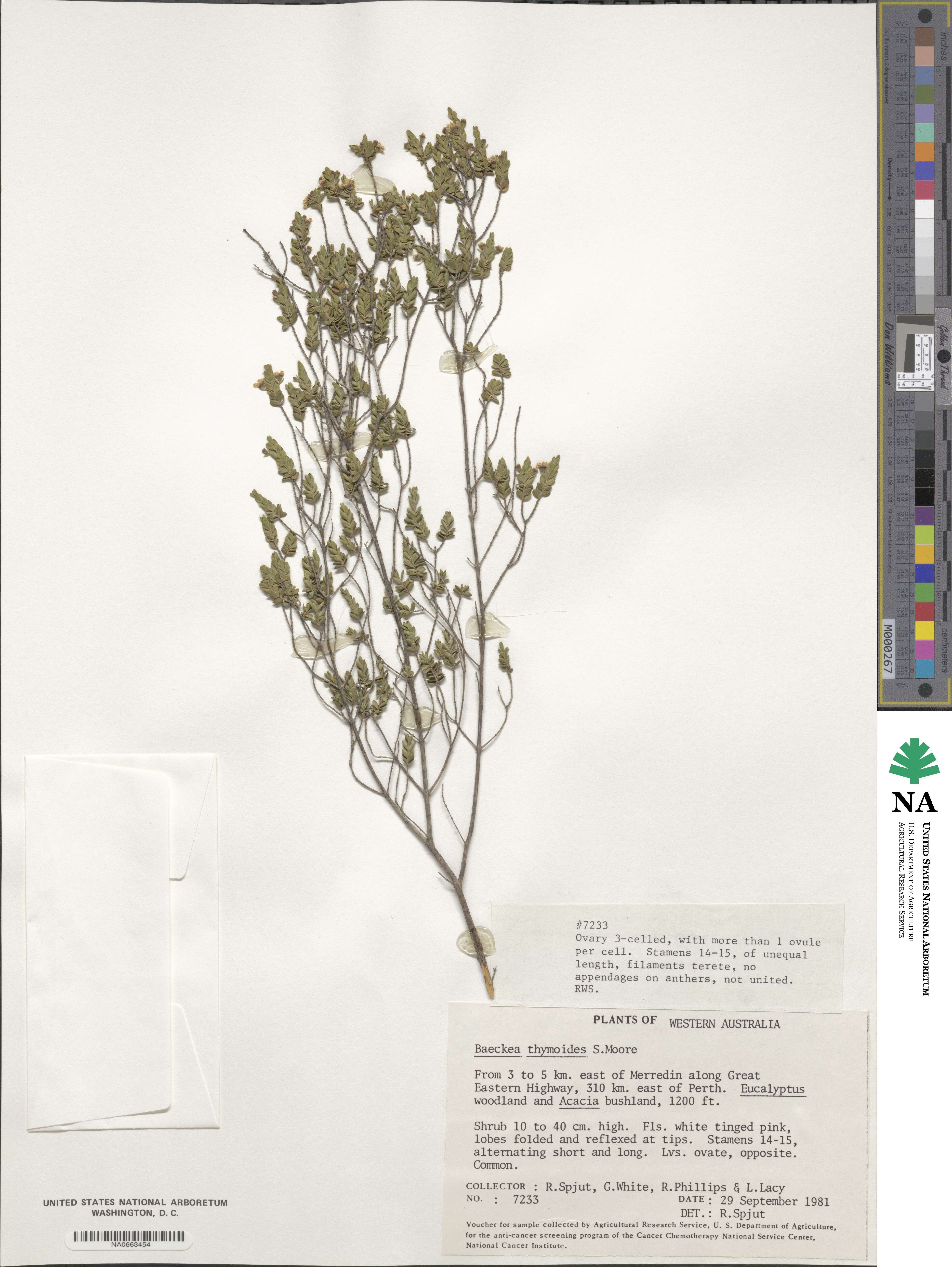 Ericomyrtus serpyllifolia image