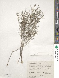 Hypocalymma angustifolium image