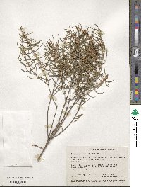 Hypocalymma angustifolium image