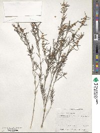 Hypocalymma angustifolium image