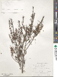 Hypocalymma angustifolium image