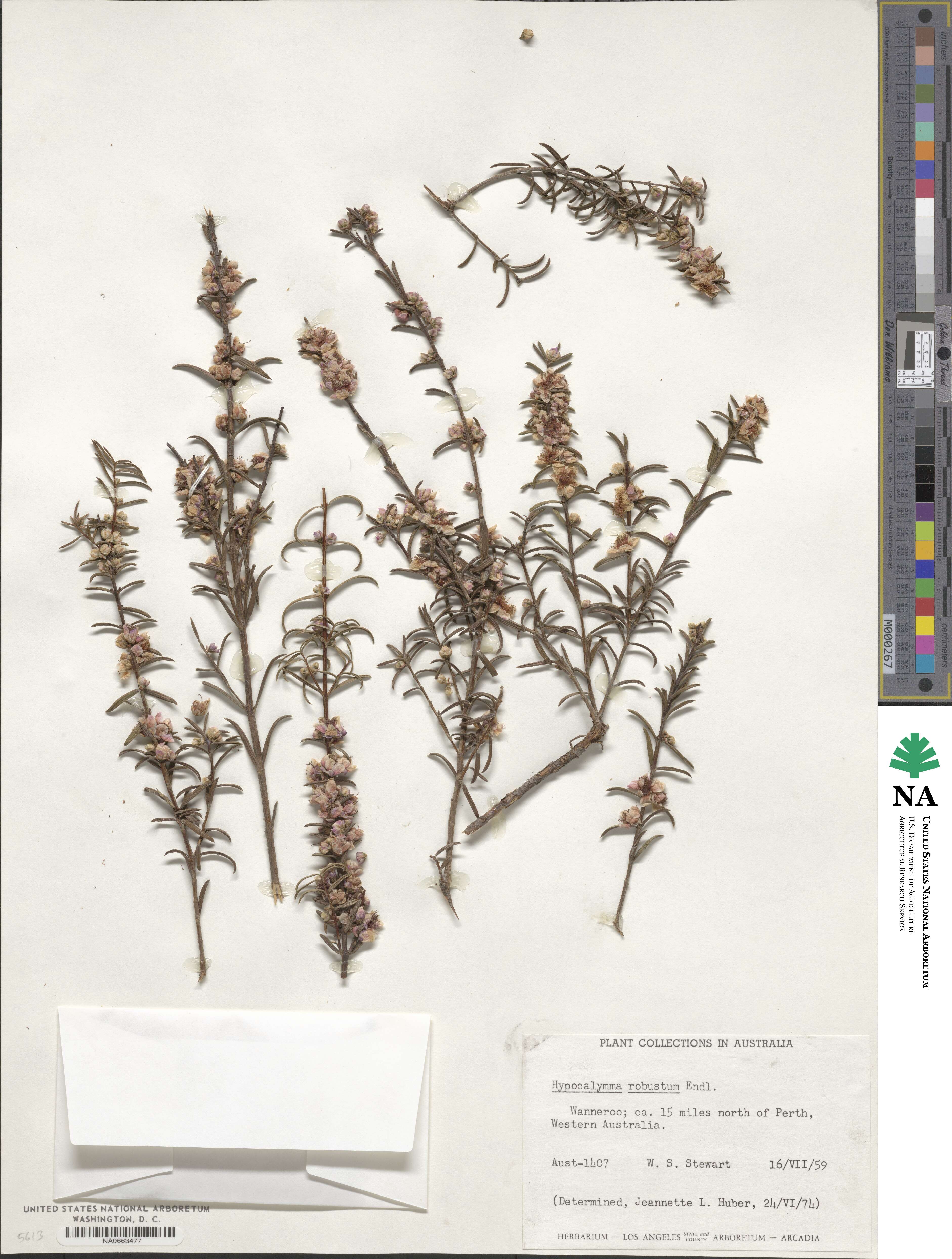 Hypocalymma robustum image